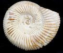 Perisphinctes Ammonite Fossil In Display Case #40019-1